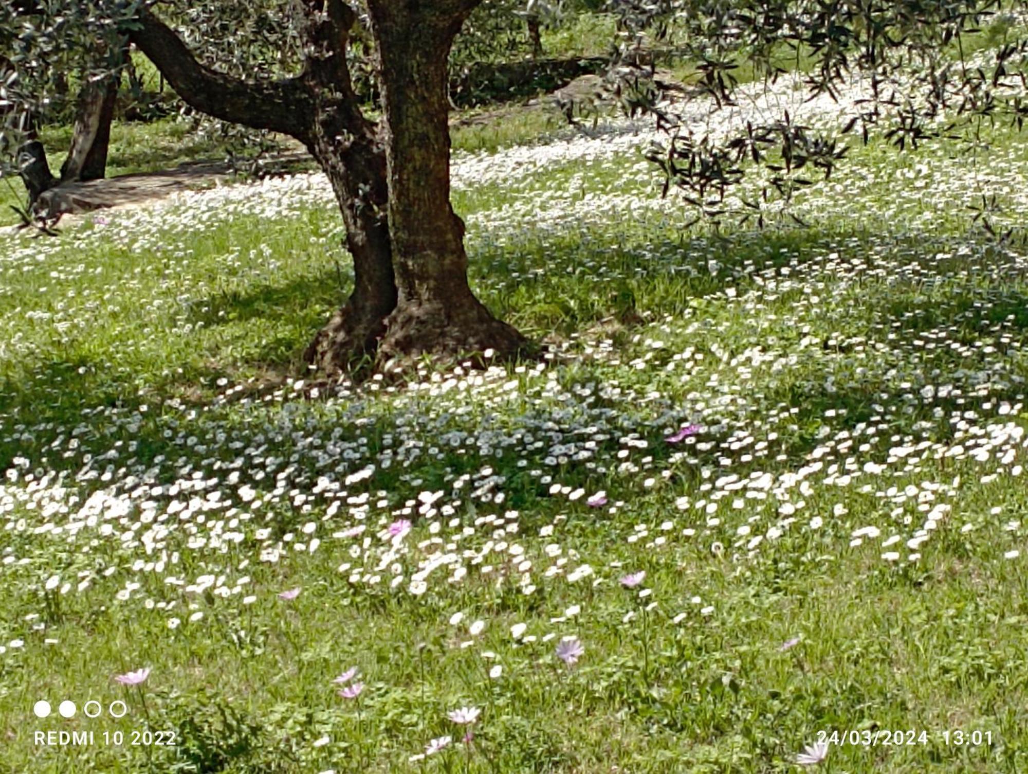 Villa Luna Comeana Esterno foto