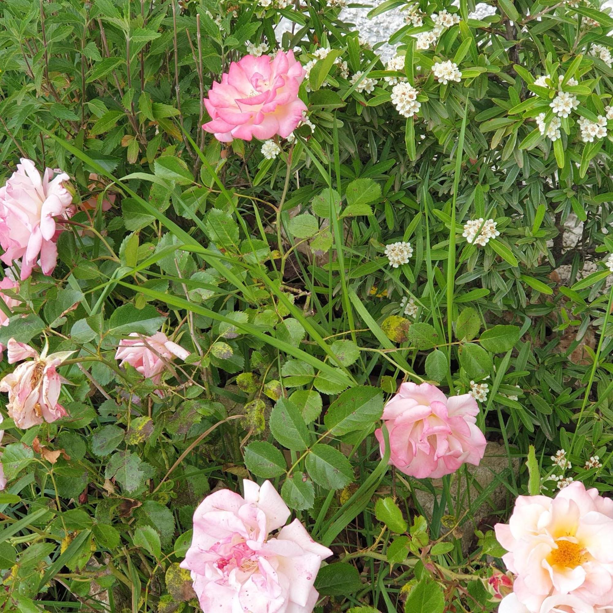 Villa Luna Comeana Esterno foto